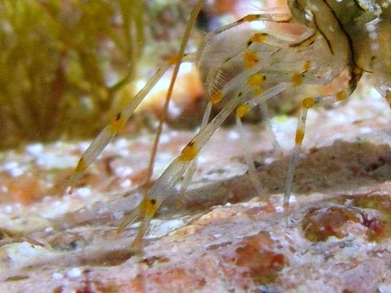 Differenze tra Palaemon serratus e Palaemon elegans